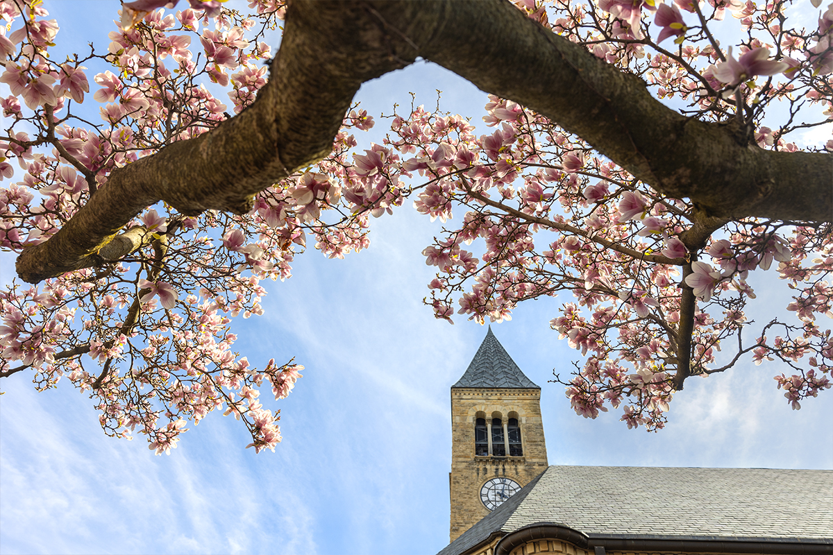 McGraw clock tower with flowering tree branch in the foreground.