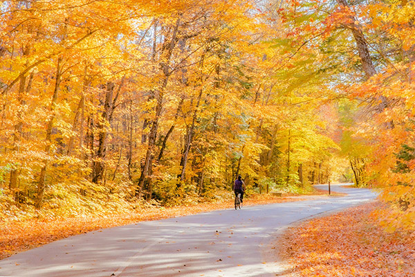 a road lined with trees clothed in bright yellow and orange leaves in the sunshine, with a solitary bicyclist riding down the road.