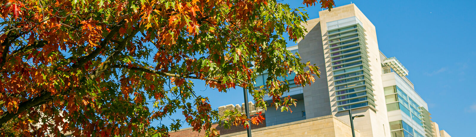 A view of Statler Hall through fall foliage on a sunny day.